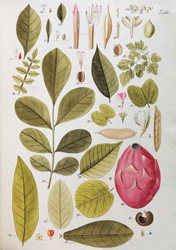 Varias especies, Selectarum stirpium americanarum historia