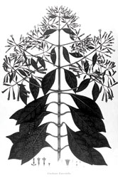 Cinchona Cordifolia