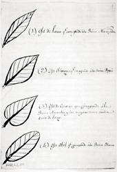 Las cuatro especies de Cinchona de Mutis de acuerdo a la forma de las hojas.