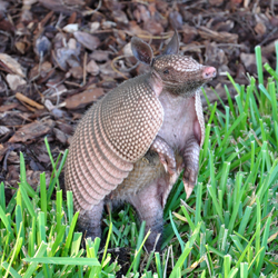 Armadillo