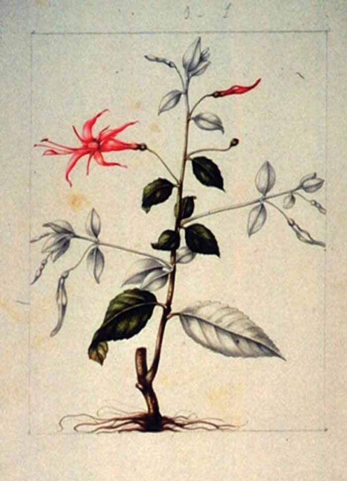 Lámina botánica, hibiscus, Flora y fauna