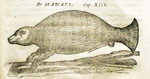 Manatí, Francisco Hernández.