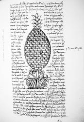 Piña, en Gonzalo Fernández de Oviedo