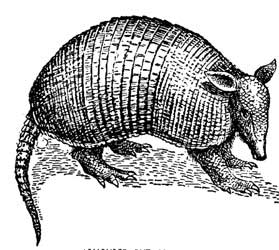 Armadillo, en Gonzalo Fernández de Oviedo.