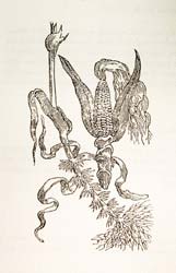 Maiz, tomado de: Francisco Hernández.