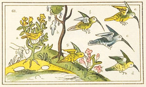 Colibrí dibujado en el taller de Fray Bernardino de Sahagún.