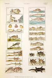 Códice Florentino o Historia de las cosas de Nueva España