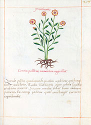 Tlatlacotic: contra la opresión molesta del pecho.