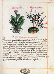 Huitzquilitl. Tlatlancuaye: Remedio contra la sangre negra.