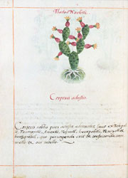 Tlatocnochtli: quemaduras del cuerpo.