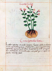 Huitzitzilxochitl: Hierba contra el cansancio.