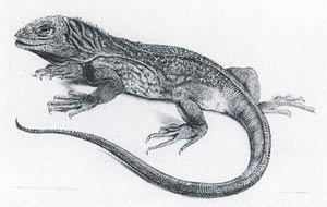 Iguana, dibujada por Charles Darwin