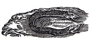 Serpiente de dos cabezas.