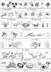 Clases del sistema de clasificación de Linneo.