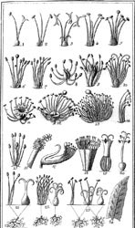 Clases del sistema de clasificación de Linneo.