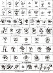 Clases del sistema de clasificación de Linneo.