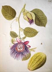 Passiflora quadrangularis, Selectarum stirpium americanarum historia