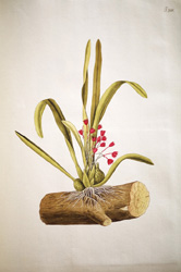 Epidendrum coccineum, Selectarum stirpium americanarum historia