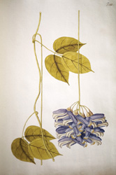 Dolichos altissimus, Selectarum stirpium americanarum historia