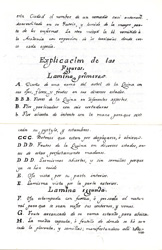 “Descripción del árbol de quina”