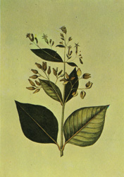 Lámina del árbol de quina