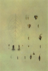 Lámina del árbol de quina