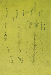 Lámina del árbol de quina