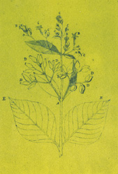 Lámina del árbol de quina