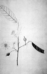 Bosquejos para la Flora del Nuevo Reino de Granada