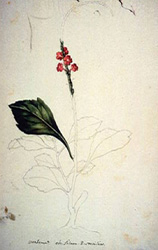 Bosquejos para la Flora del Nuevo Reino de Granada