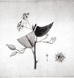 Bosquejos para la Flora del Nuevo Reino de Granada