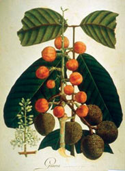 Lámina con las hojas rotas