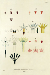 Determinatio specierum generis Cinchonae