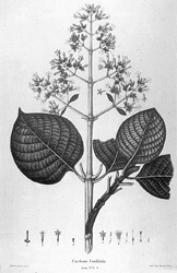 Cinchona Cordifolia
