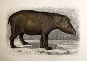 Tapir, Georges Louis Leclerc Buffon