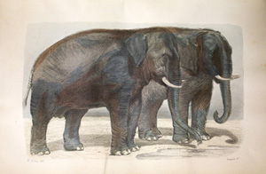 Elefantes, Georges Louis Leclerc Buffon