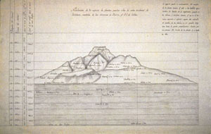 Nivelación de treinta especies de plantas