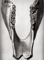 Mandíbula de Mylodon darwinii