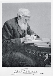 Retrato de Alfred Russell Wallace