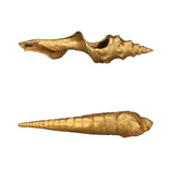 Cubiertas de caracol Martillado y repujado 1 d.C. - 900 d.C. 19 x 3,5 cm 19 x 3,5 cm 11,6 x 1,9cm San Agustín (Colombia, Huila) Alto Magdalena - San Agustín Clásico Regional O25880, Museo del Or