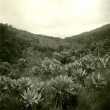 Archivo fotográfico Gregorio Hernández de Alba. Biblioteca Luis Ángel Arango.