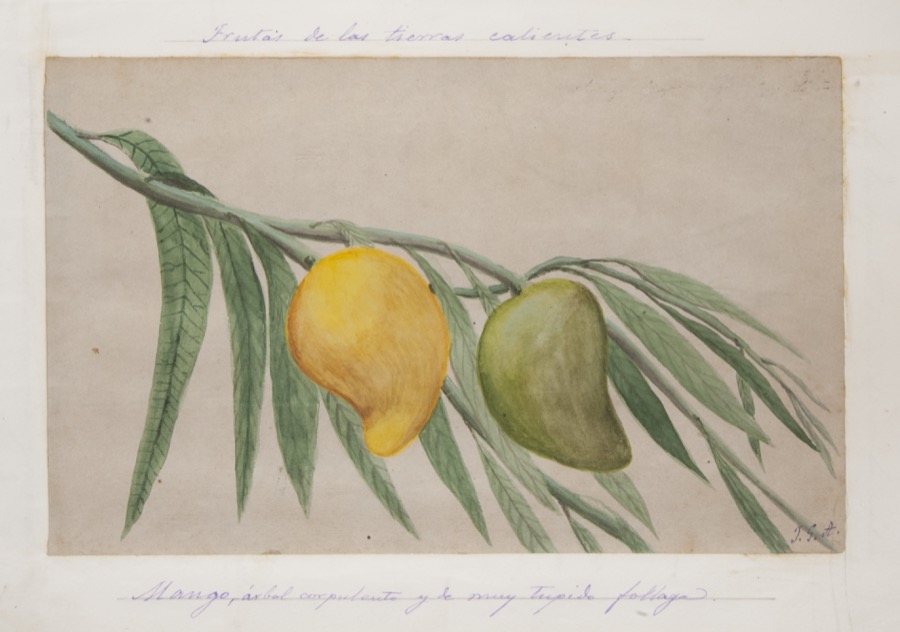 Mango. Árbol corpulento y de muy tupido follaje.