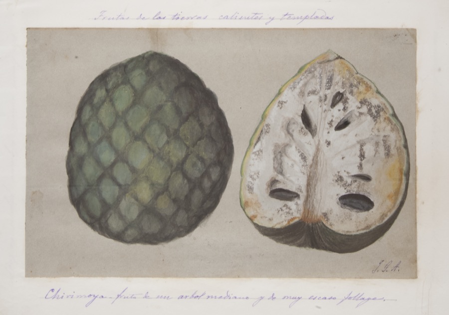 Chirimoya. Fruto de un árbol mediano y de muy escaso follaje.