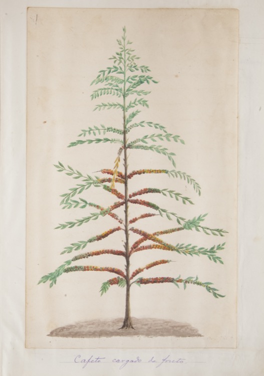 Cafeto cargado de fruto