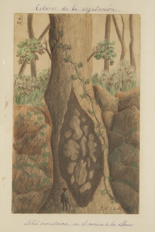 Árbol monstruoso en el camino de Los Llanos