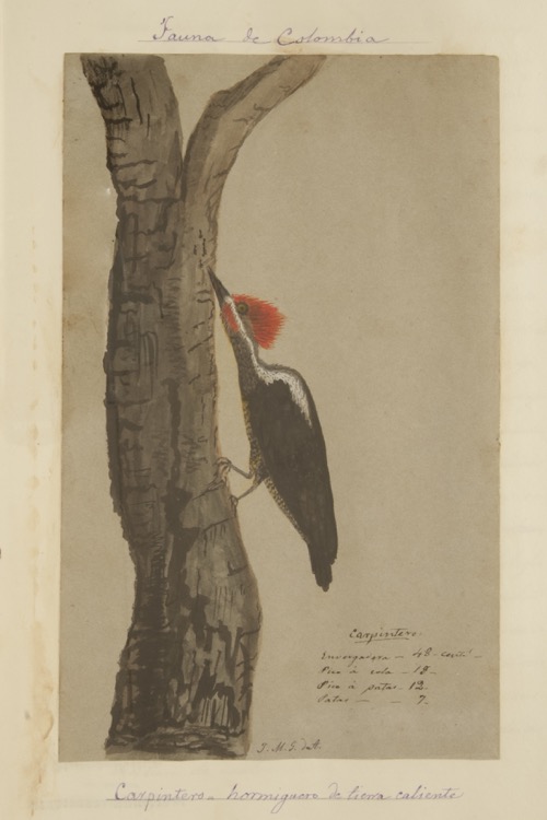 Carpintero. Hormiguero de tierra caliente.