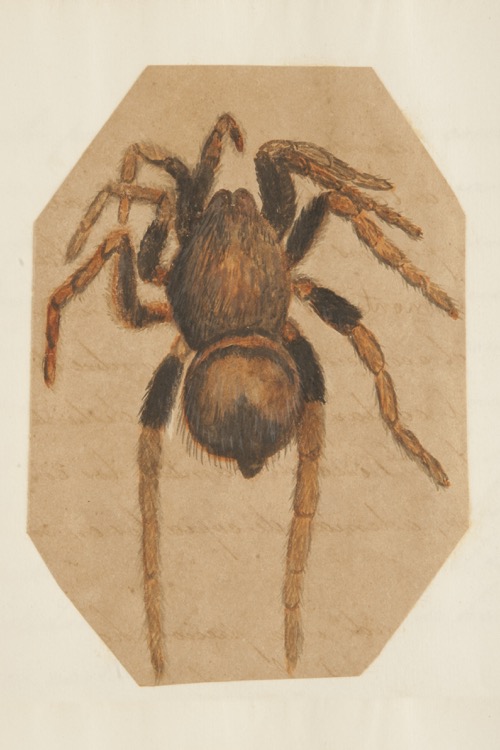 Grandes arañas velludas de los Llanos de San Martín y Casanare