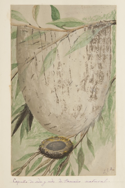 Capullo de seda y nido de tamaño natural