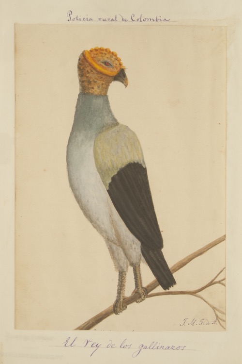 Policía rural de Colombia. El rey de los gallinazos