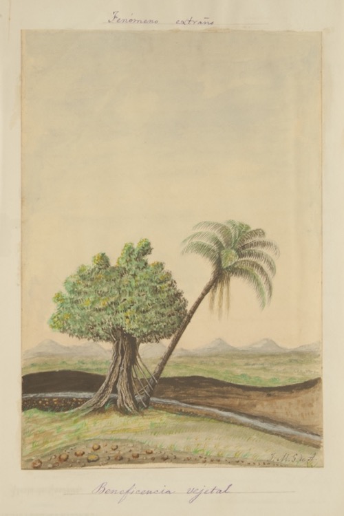 Fenómeno extraño. Beneficencia vegetal